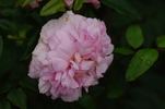 Château de la Juvénie rose photo