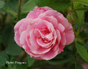 Caresse rose photo