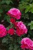 Étude rose photo