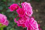 Étude rose photo