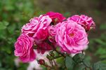 Étude rose photo
