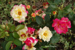 Apogée ® rose photo