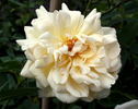 Madame Pierre Cochet rose photo