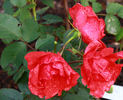 Morden Fireglow rose photo