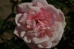 Istropoliteana rose photo