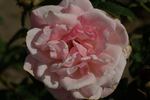 Istropoliteana rose photo