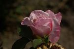 Istropoliteana rose photo