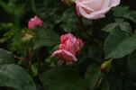 Istropoliteana rose photo