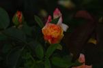 Melodie rose photo