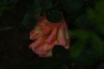 Melodie rose photo