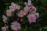 Bouquet Rose rose photo