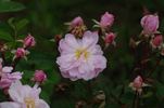 Lonette Chenault rose photo