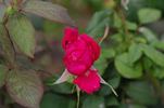 Beau Rose Primaplant rose photo