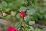 Beau Rose Primaplant rose photo