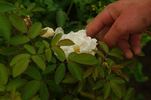 Alice Aldrich rose photo