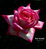Rina Herholdt rose photo