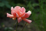 Emma Wright rose photo