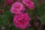 Deschamps rose photo