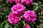 Deschamps rose photo
