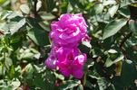 Deschamps rose photo