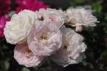 Jeanny Soupert rose photo