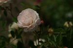 Jeanny Soupert rose photo
