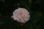 Jeanny Soupert rose photo