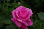 Rosaolor rose photo