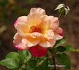 Angel Wings rose photo