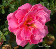 Frieda Krause rose photo