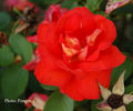 Flirtation rose photo
