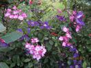 The Vagabond clematis photo