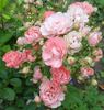 Doris Ryker rose photo