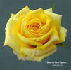 Twenty First Century rose photo