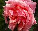 Madame Segond Weber Cl. rose photo