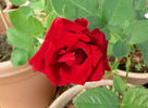 Red Paris rose photo