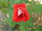 Scherzo ® rose photo