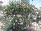 R. uncinella rose photo