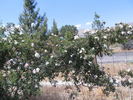 R. uncinella rose photo