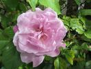 Brian Rix rose photo
