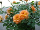 What a Peach ™ rose photo