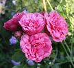 Pink Piano rose photo
