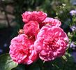 Pink Piano rose photo