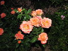 Orange Juice rose photo