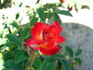Ingrid ™ rose photo