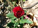 Midnight Magic ™ rose photo