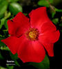 Cocorico rose photo