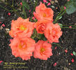 My Everything rose photo