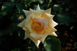 Cheshire rose photo