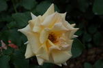 Cheshire rose photo
